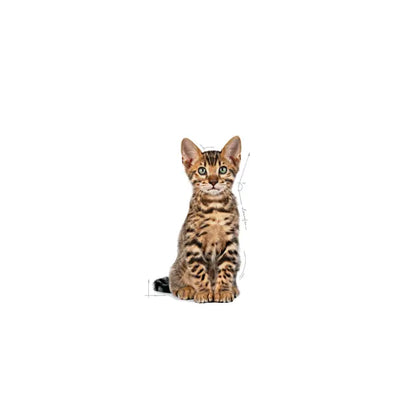 Royal Canin Kitten Sterilized Dry Cat Food