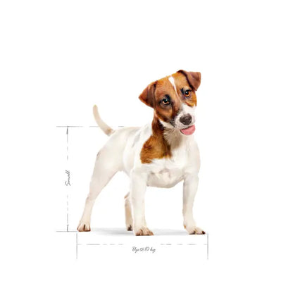 Royal Canin Mini Adult – Dry Dog Food