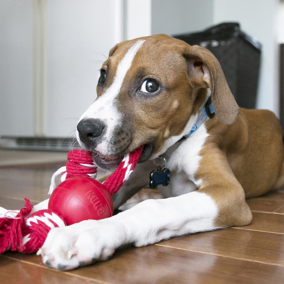 KONG Ball with Rope Small Dog Toy