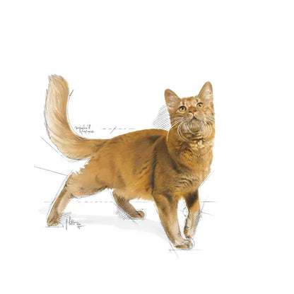 Royal Canin Fit 32 – Dry Cat Food