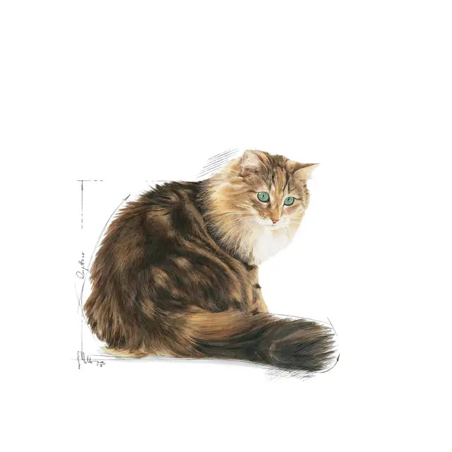 Royal Canin Ageing 12+ – Dry Cat Food