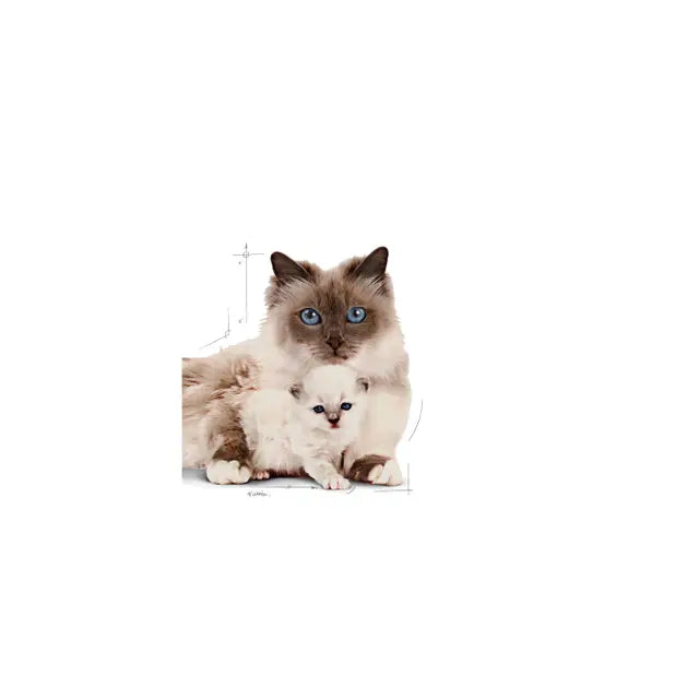 Royal Canin Mother & Babycat Dry Cat Food