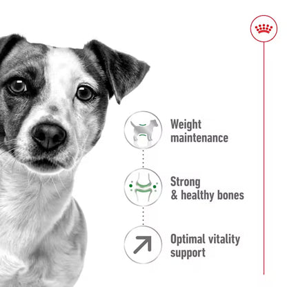 Royal Canin Mini Adult 8+ – Dry Dog Food