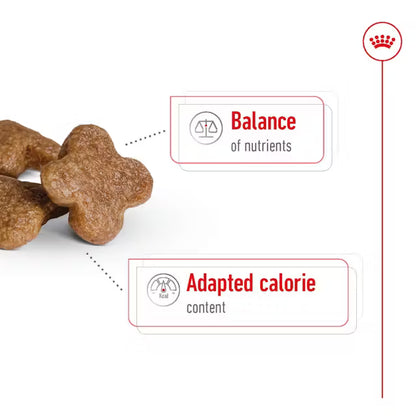 Royal Canin Mini Adult 8+ – Dry Dog Food